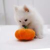 Squeaky Pumpkin Dog Toy
