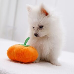 Squeaky Pumpkin Dog Toy